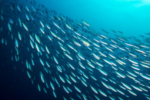 sustainable seafood